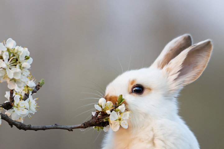 2025년 을사년 토끼띠 신년 운세