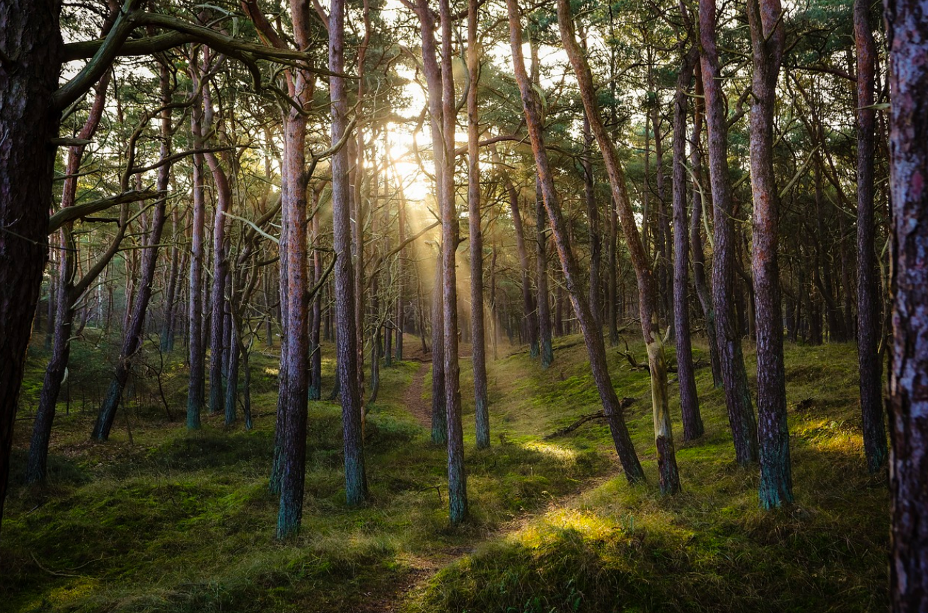 κ΅λ¦½μμ°ν΄μλ¦Ό μμ½