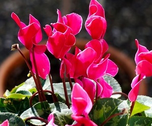 겨울 대표 꽃화분 시클라멘