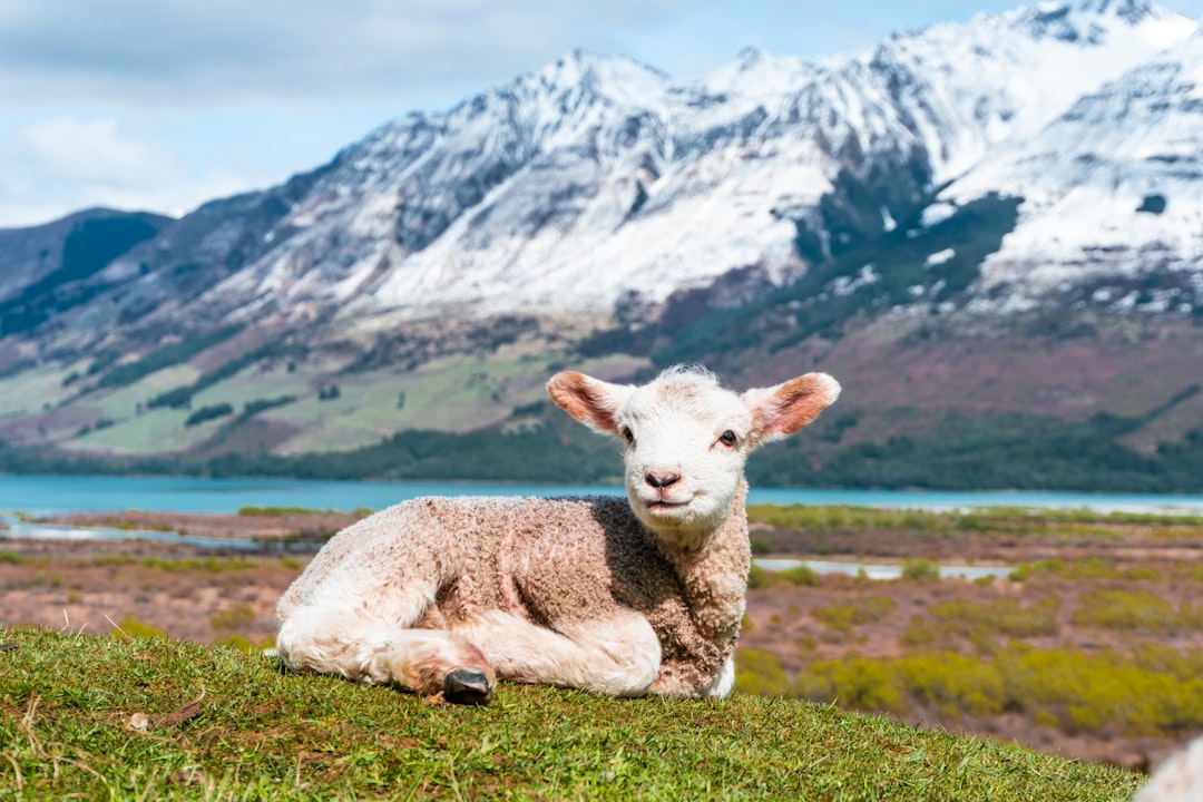 Sheep