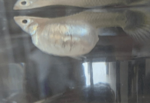 구피 질병 증상(백점병&amp;#44; 마우스펑기&amp;#44; 솔방울병 등)