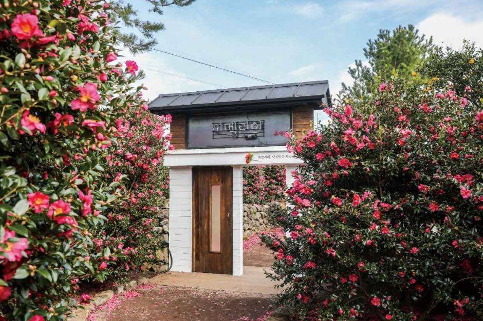 제주 휴애리 동박축제 까멜리아