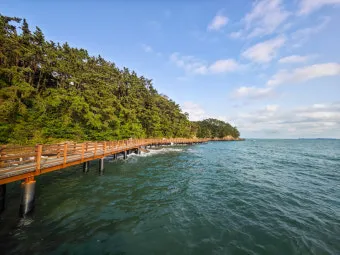 서천 마량리 동백나무 숲 개화 코스_19