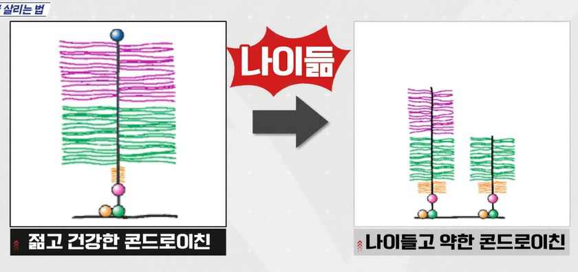 콘드로이친
