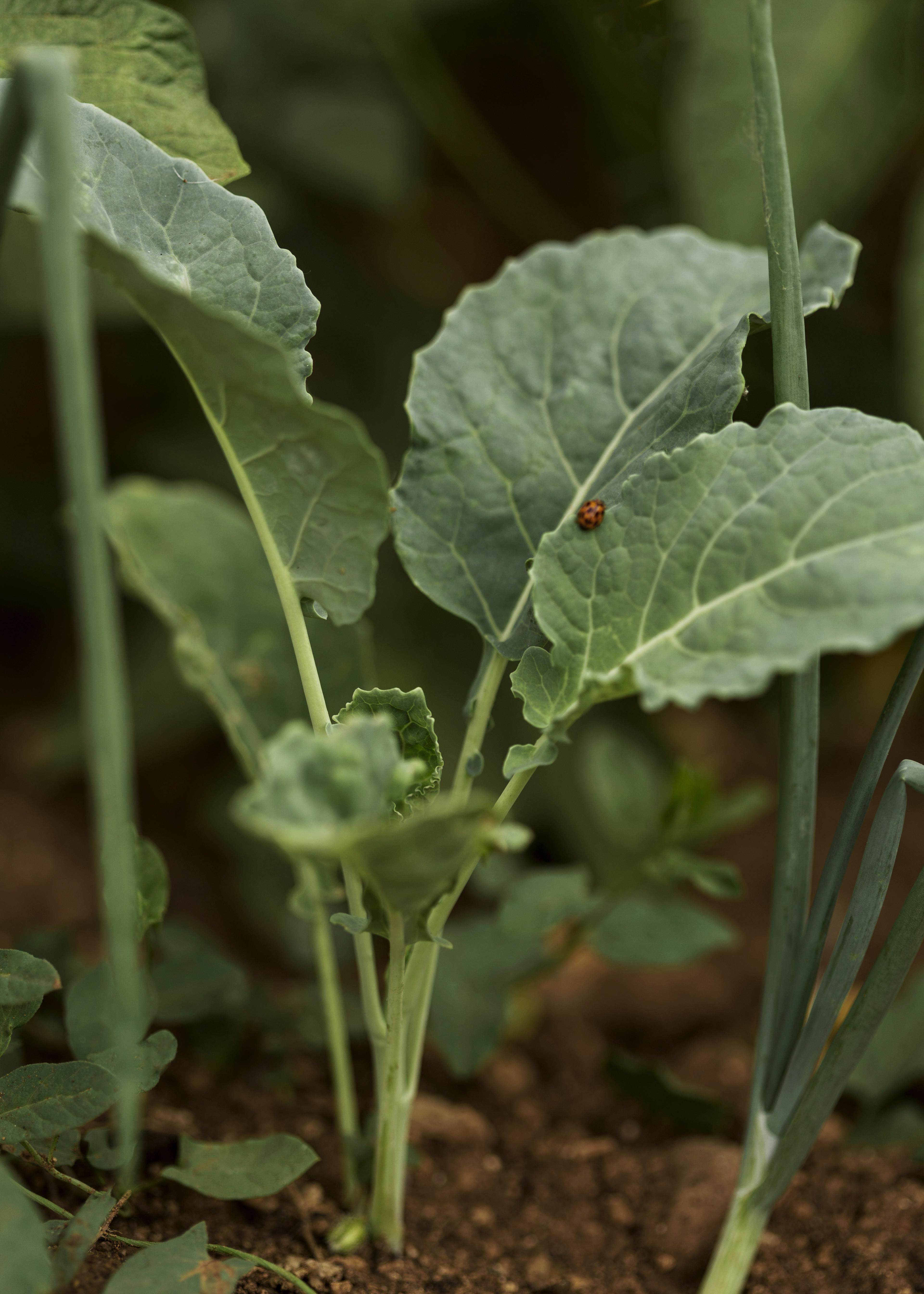 [농업]도시농업과 곤충 사육의 결합 &ndash; 실내에서 곤충과 채소를 함께 키우는 방법