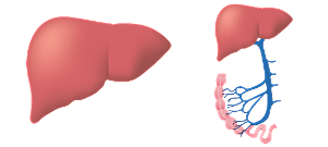 간수치높은이유-간이미지