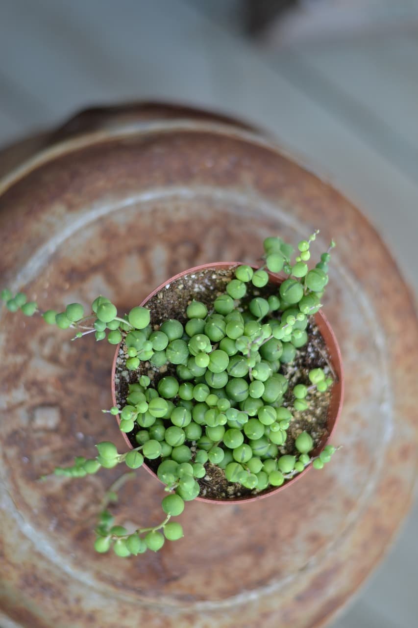 녹영(Senecio Rowleyanus): 물주기와 햇빛 관리