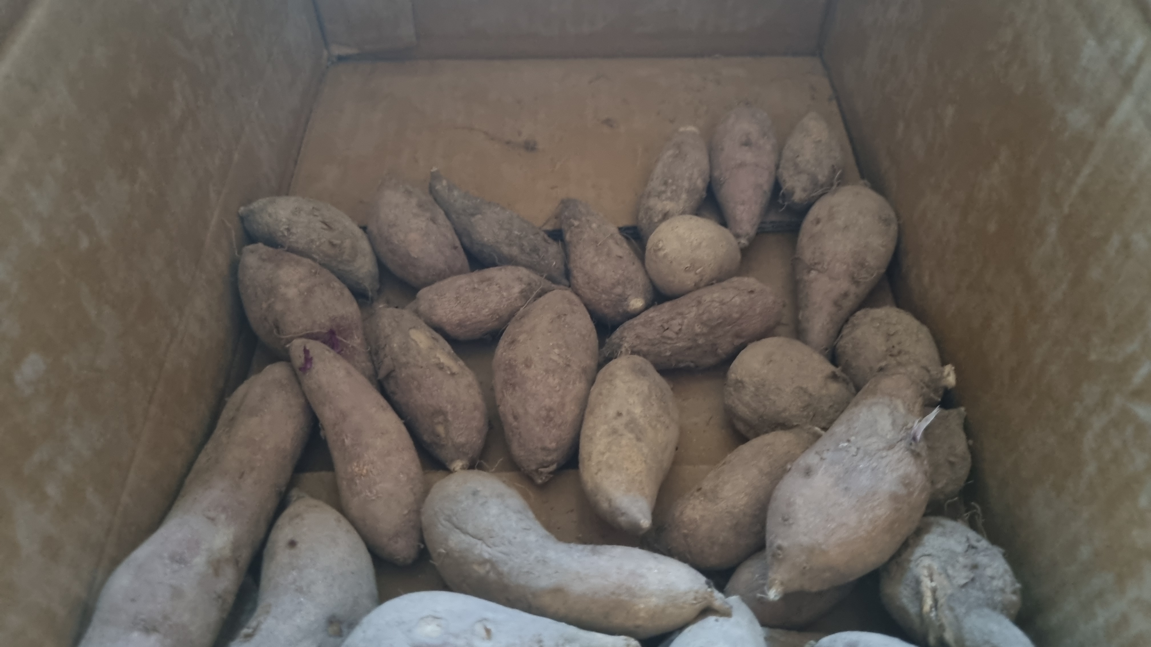 고구마-대량보관