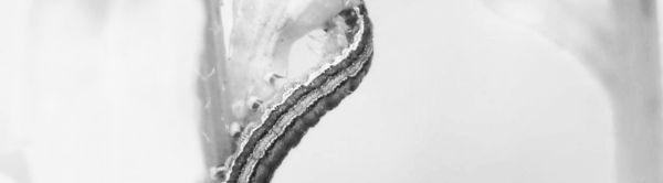 루꼴라 벌레 (나방 애벌레)