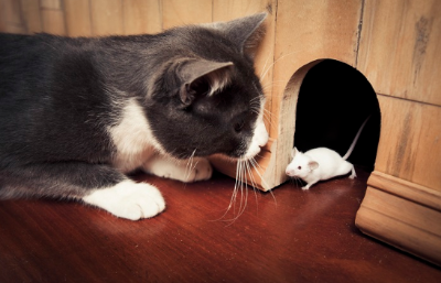 쥐와 눈싸움을 하는 고양이