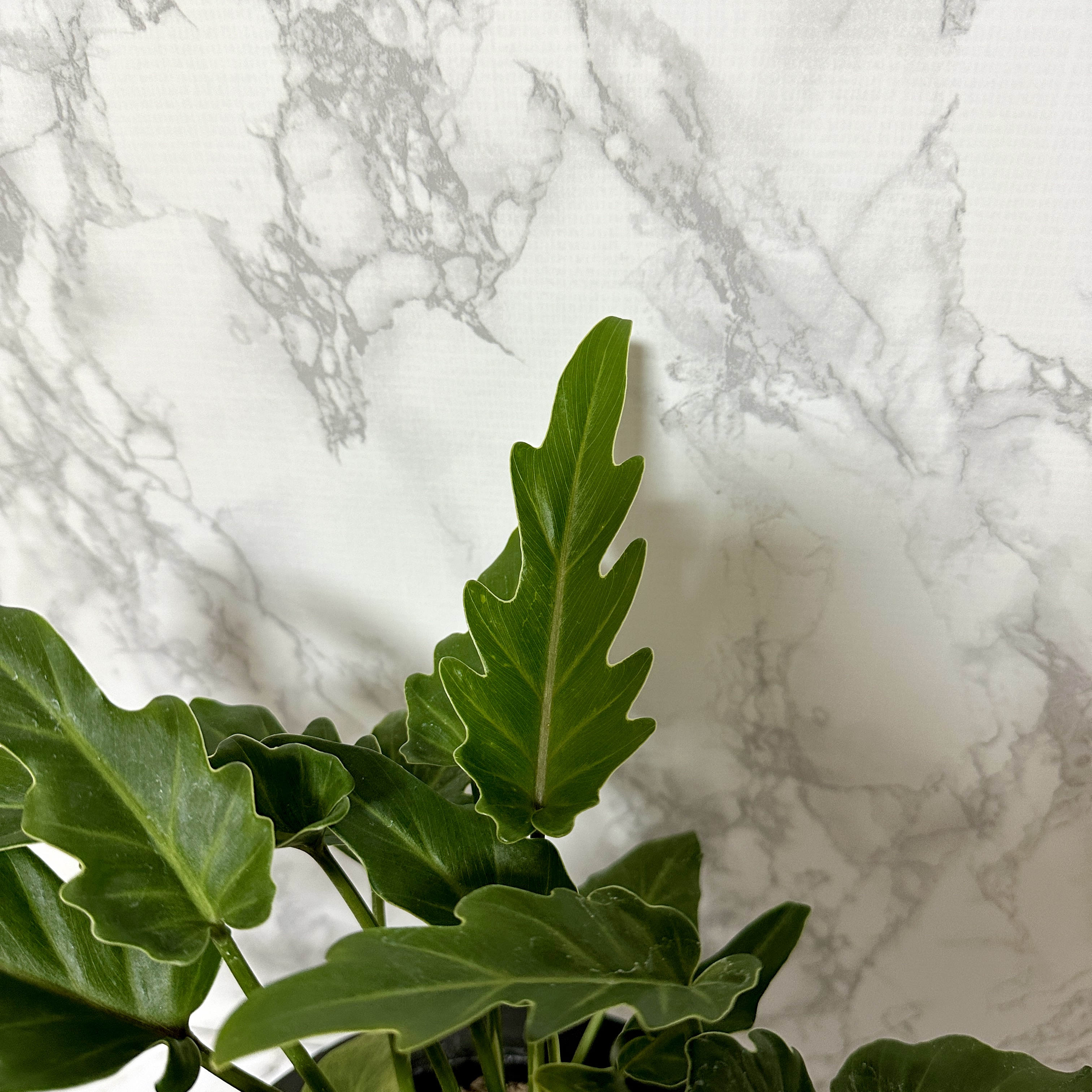 인테리어 식물 셀렘 키우기 공기정화식물