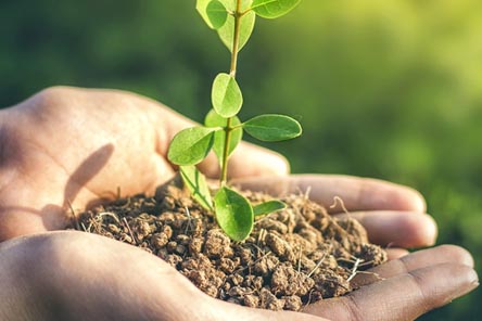 커피찌꺼기-식물비료활용