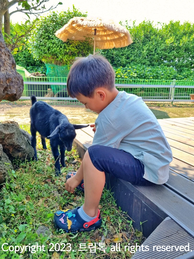 어린 흑염소를 보는 아이
