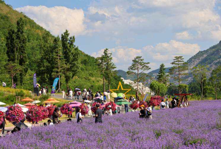 무릉별유천지 라벤더축제