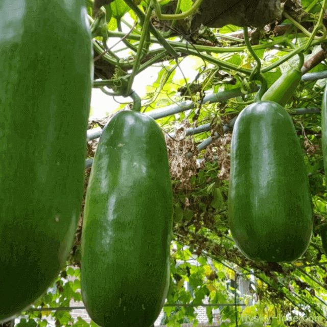 카사바나나(Cassabanana)