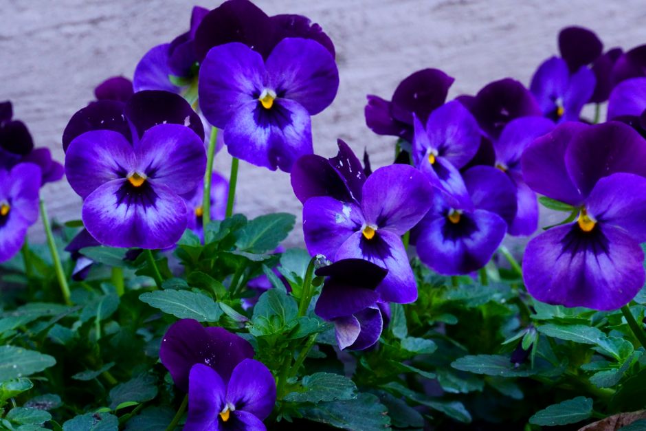A close-up view of vibrant blue pansies in bloom, showcasing their intricate petals and stamen.