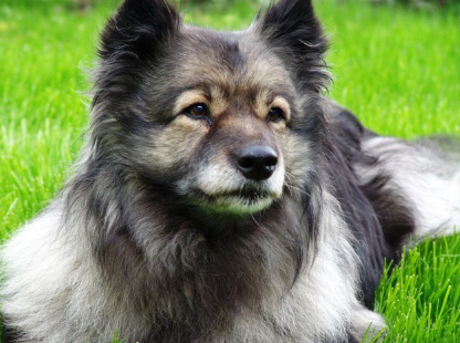 키스 혼도 정면 얼굴.