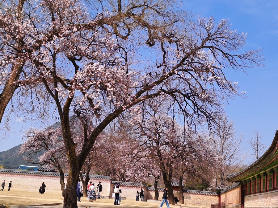 자경전-뜰-01