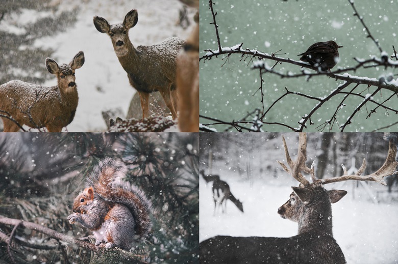 상단 좌측부터 눈이 내리는 숲에서 뿔이 없는 고라니 두마리가 귀를 쫑긋 세우고 앞을 보고 있는 모습과 눈내리는 나뭇가지 위에 검정색 새 한마리가 앉아 있는 사진이며, 하단 좌측부터 눈내리는 소나무 가지위에서 무언가를 먹고 있는 다람쥐 한마리와 눈내리는 숲에서 뿔이 커다란 노루 한마리가 서있는 모습