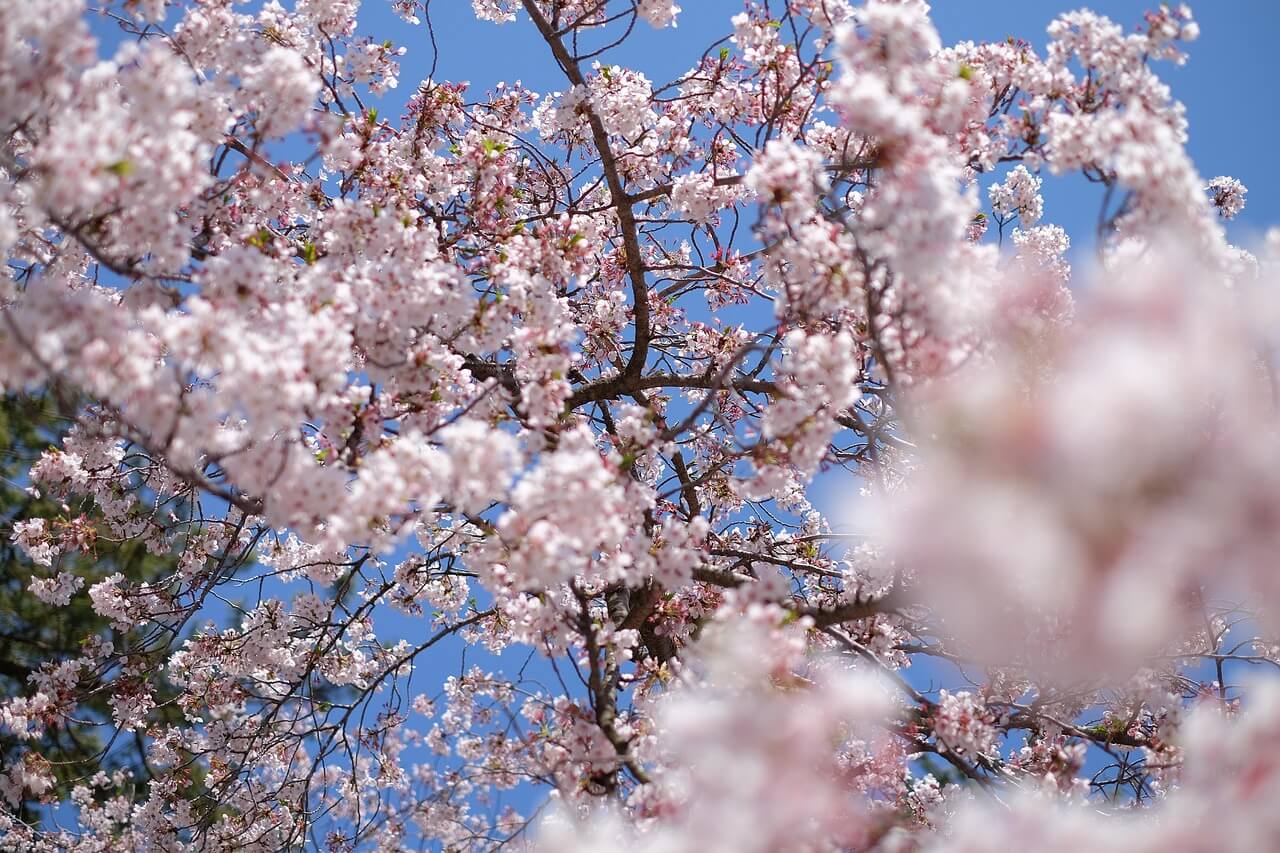 서울 여의도 벚꽃축제 방문 꿀팁