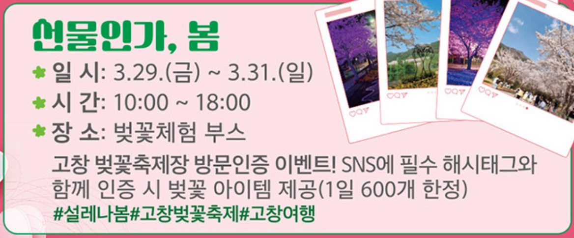 고창 벚꽃축제