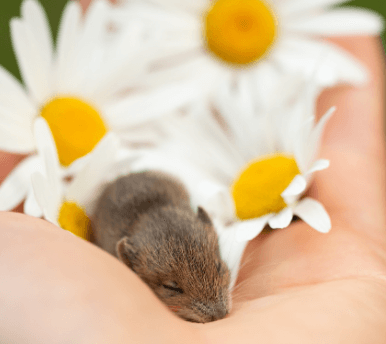 2024년 쥐띠 운세