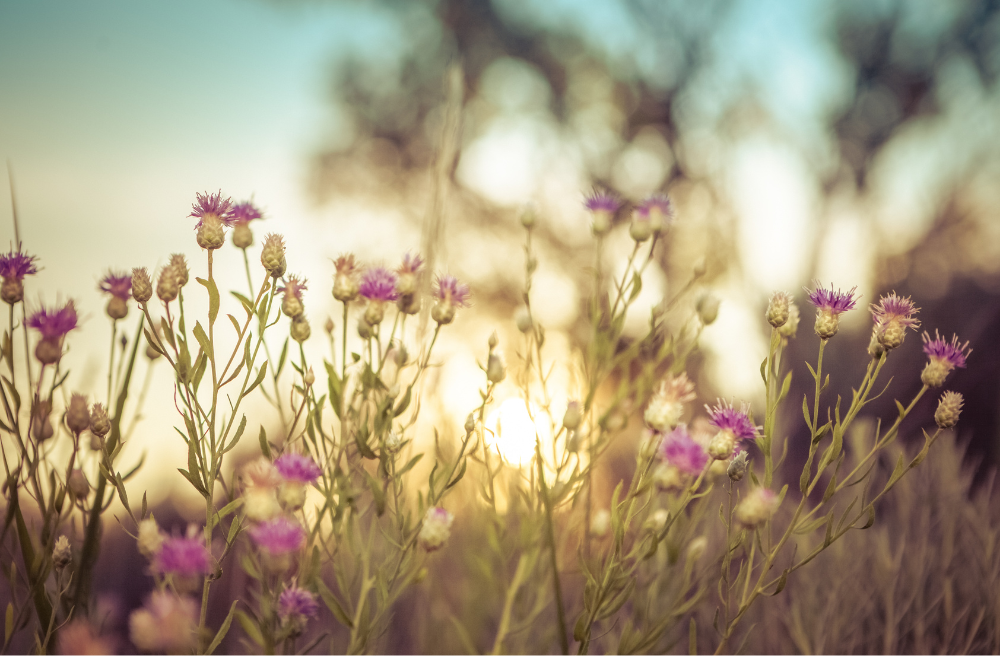 밀크씨슬 효능 부작용