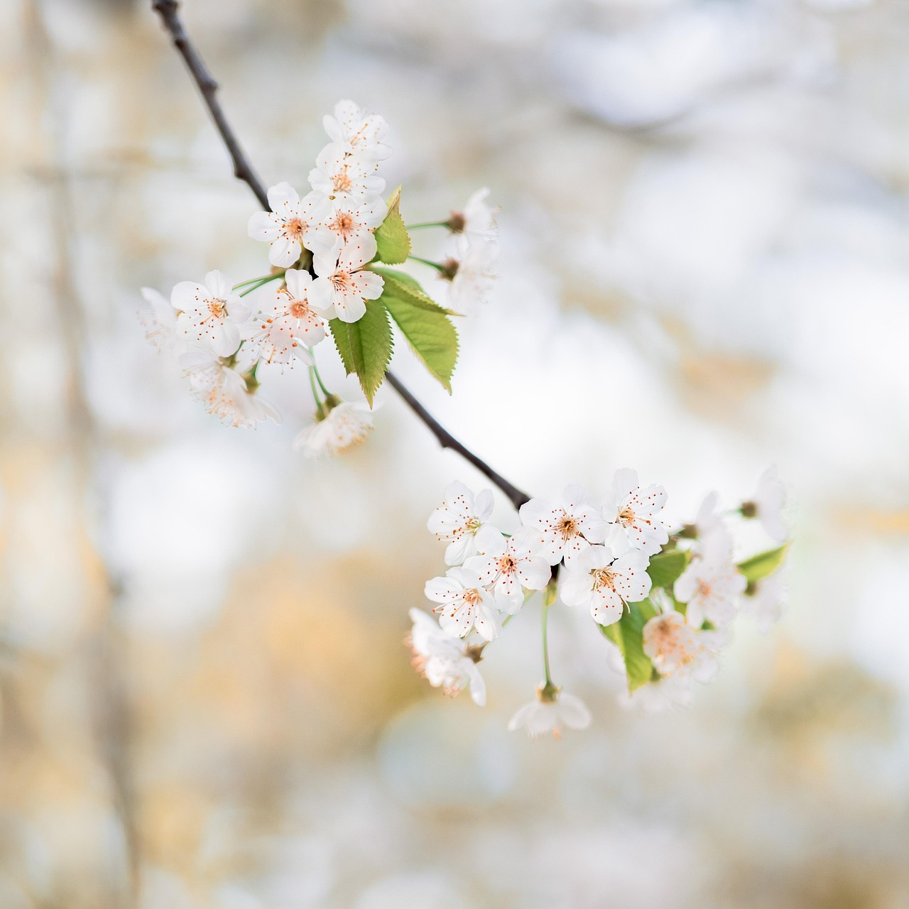 강원도 벚꽃 개화시기, 강원도 벚꽃 추천 명소, 강원도 벚꽃 축제 일정, 강원도 봄 행사, 벚꽃놀이 꿀팁