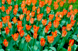 Orange Emperor Tulip