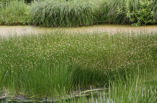 올방개의 특징과 효능, 서식지 분포, 식용.