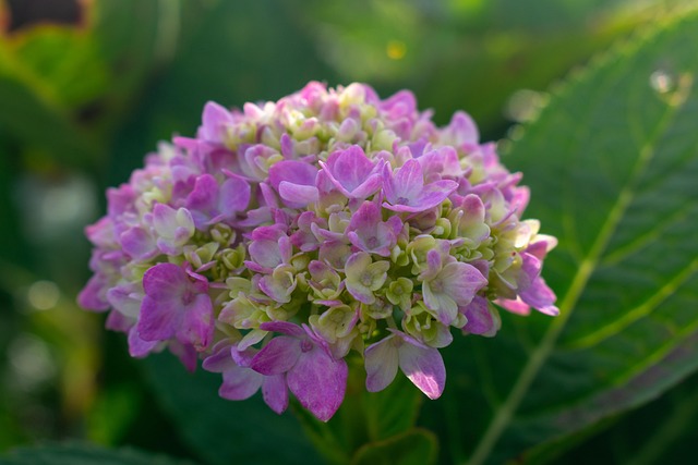 마노르블랑 수국축제