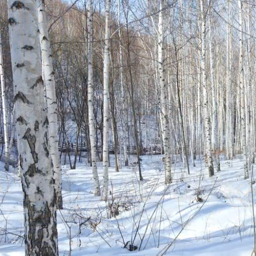 인제자작나무숲