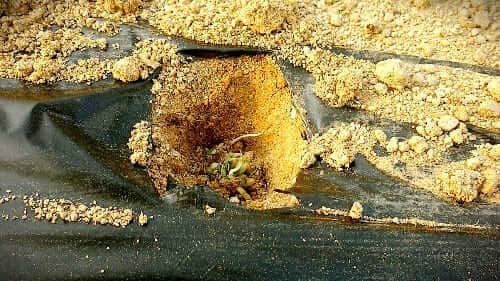 삼채심기-삼채-모종-종근-심는방법-파종방법