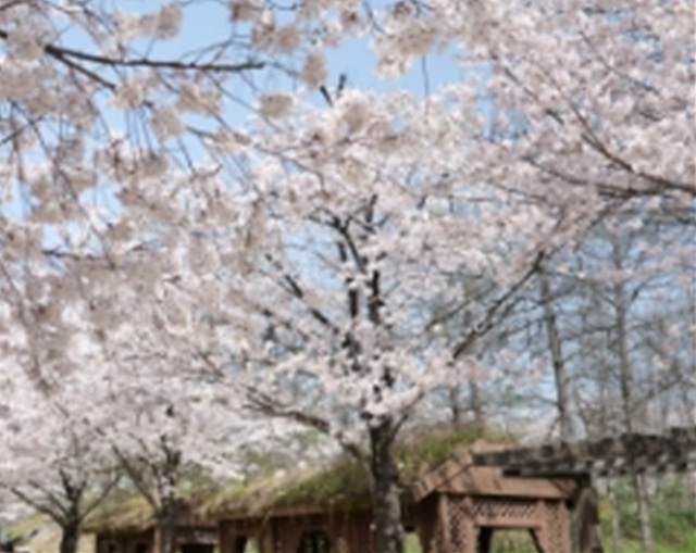 서울 벚꽃 명소 추천 베스트10 여의도 윤중로 석촌호수 서울숲 경희대학교 캠퍼스 남산공원 & 남산도서관 앞 창경궁 양재천 북서울 꿈의숲 안양천 벚꽃길 한성대입구 낙산공원