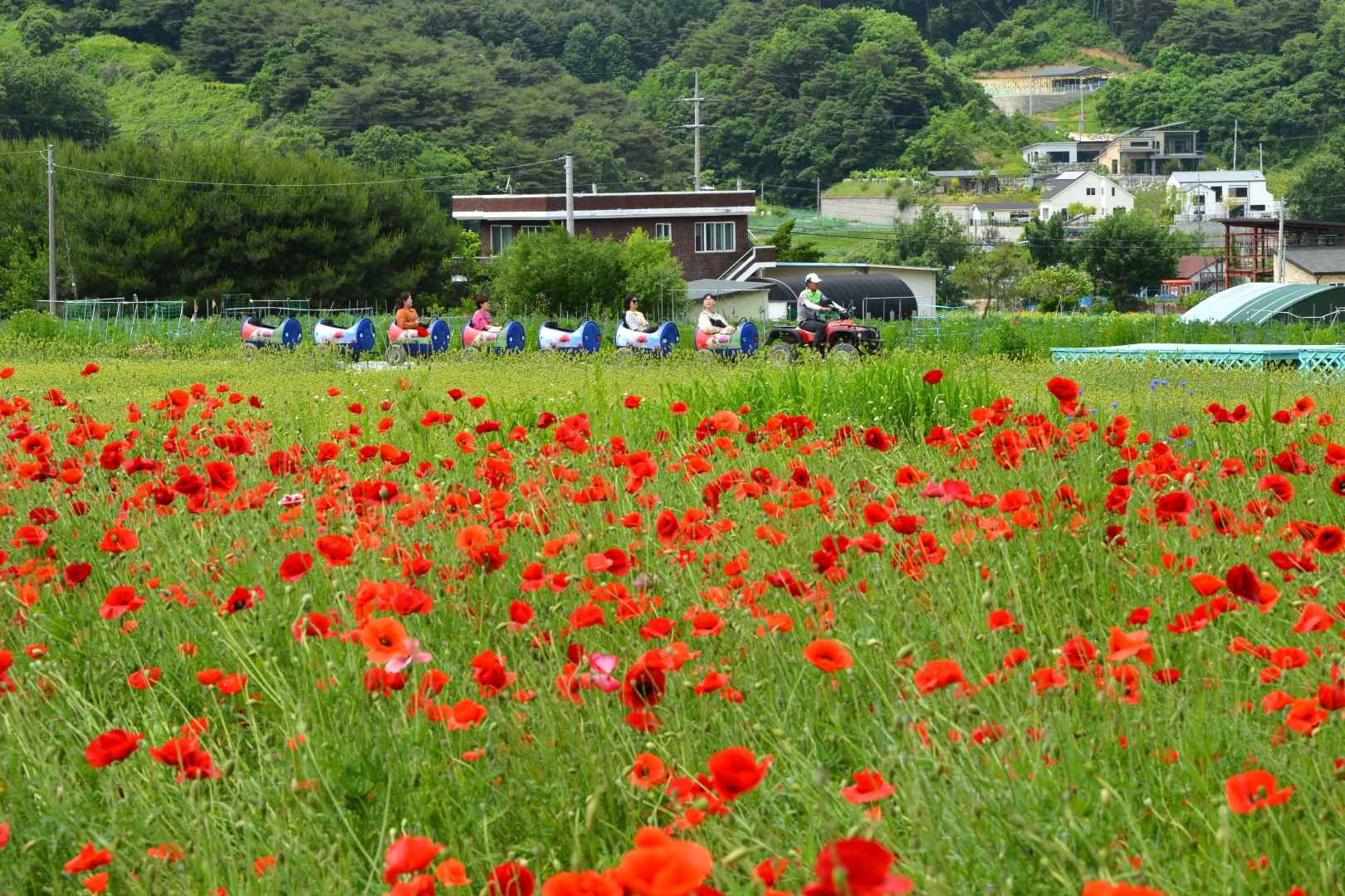 용수골꽃양귀비축제 기본정보