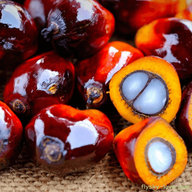 팜유 팜오일 효능