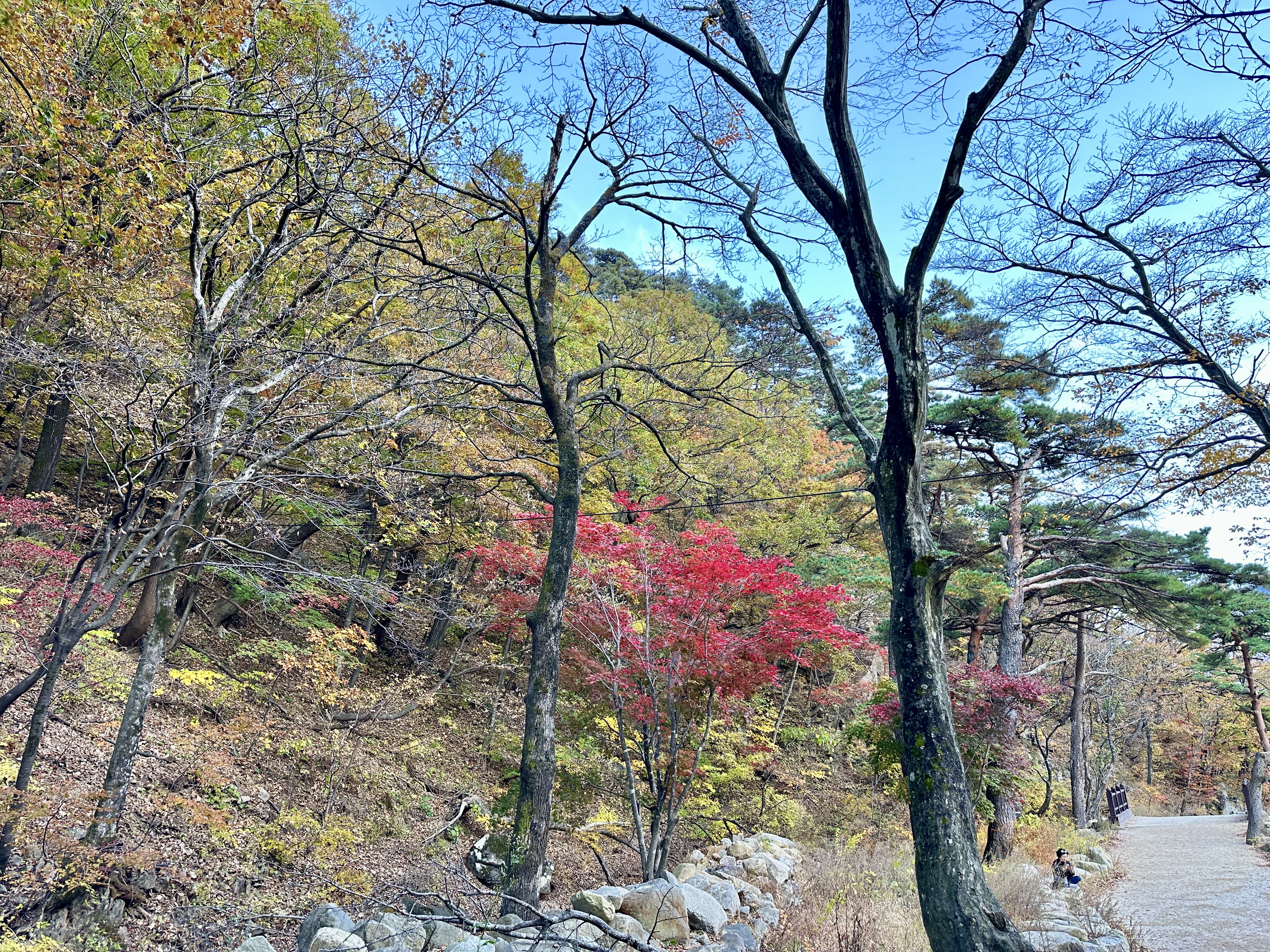 설악산 단풍나무