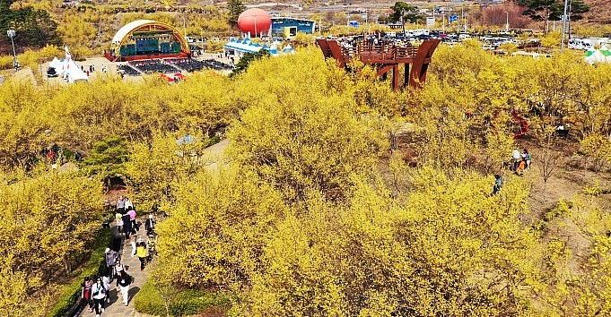 구례 산수유꽃축제