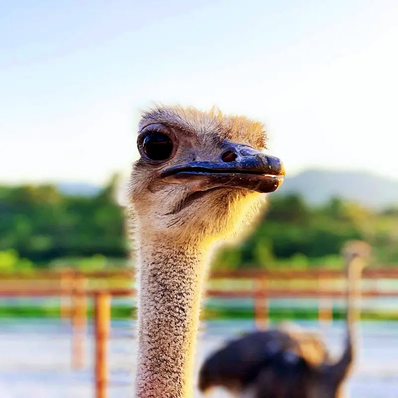 경남 함안 타조 농장 먹이주기, 퀴즈풀기, 알밟기, 교감하기 체험 가볼만한 곳 추천