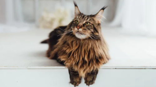 메인쿤 /출처 :어도비스톡