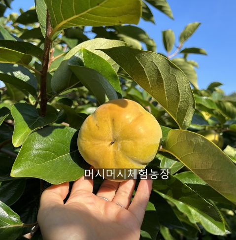 머시머시체험농장