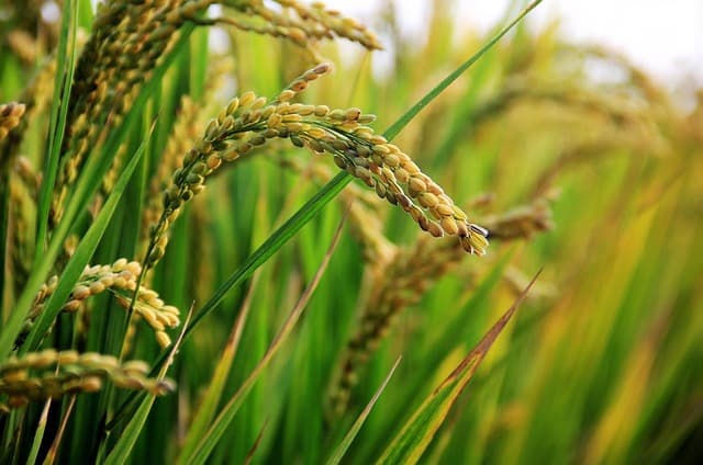 이천 쌀의 경쟁력 – 밥맛 차이를 만드는 토양과 수질 요인 분석