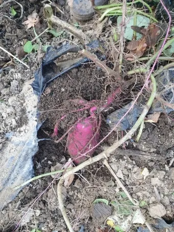 고구마캐는시기 딱 3가지 신호만 보세요 보관법까지 총정리로_21