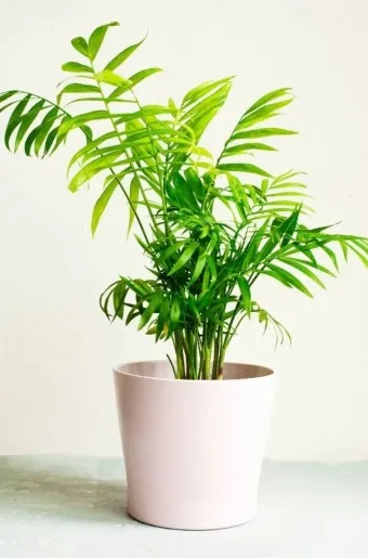 테이블야자 키우기 물주기 실내위치 통풍관리 사무실과 집 모두 적용_15