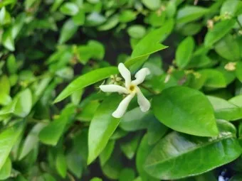 백화등 키우기 삽목방법 가지치기 꽃 노지월동까지_11