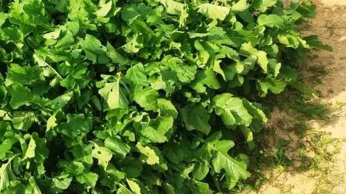 열무재배-병충해-방제법-무잎벌레-좁은가슴잎벌레-배추흰나비-애벌레