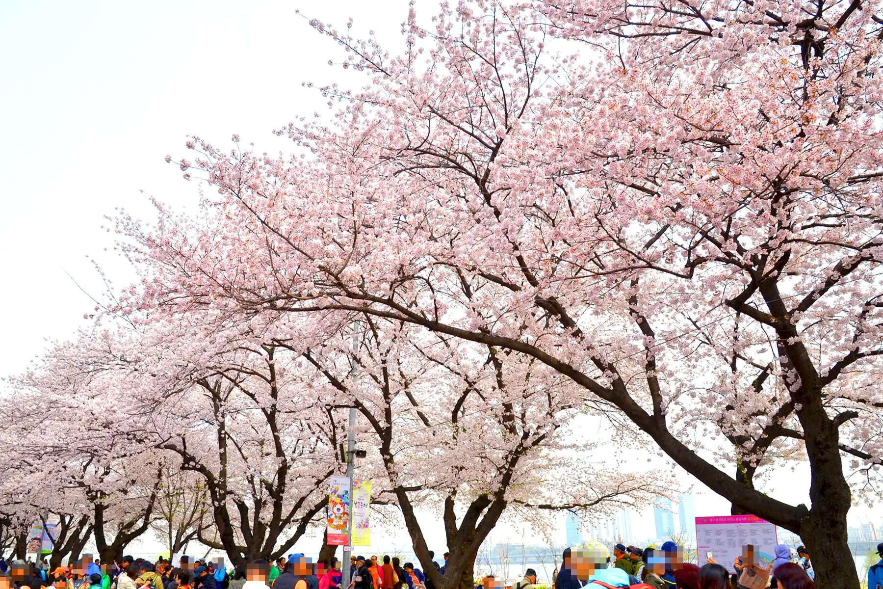 여의도 윤중로 벚꽃