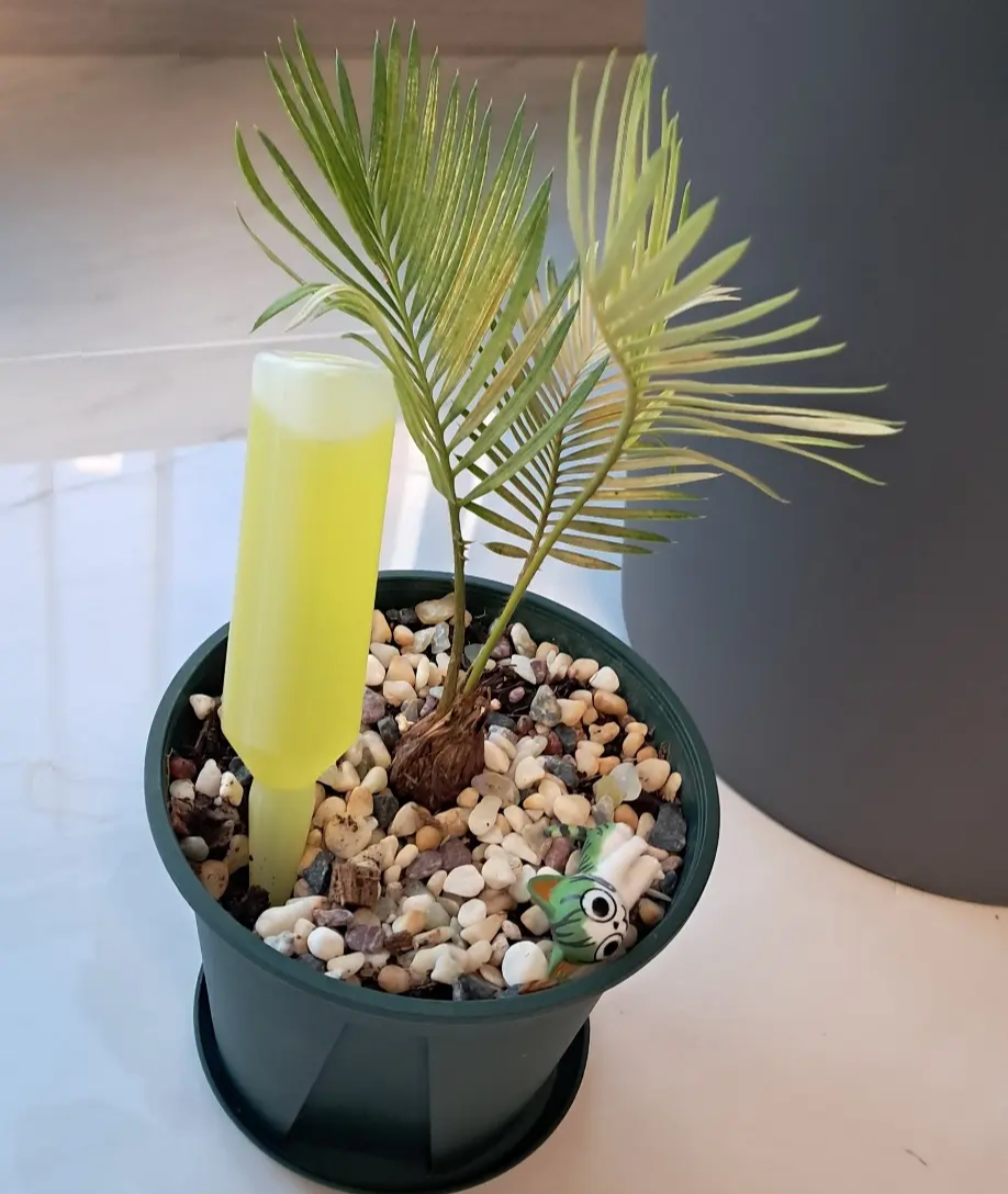 노랗게 변한 소철 영양제 주기-1