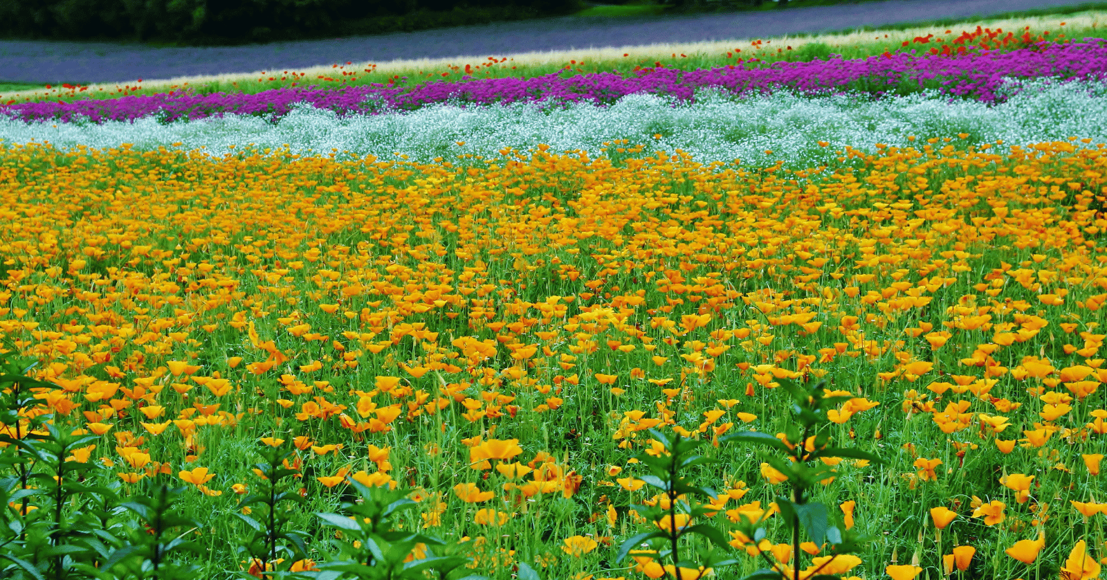 홋카이도라벤더