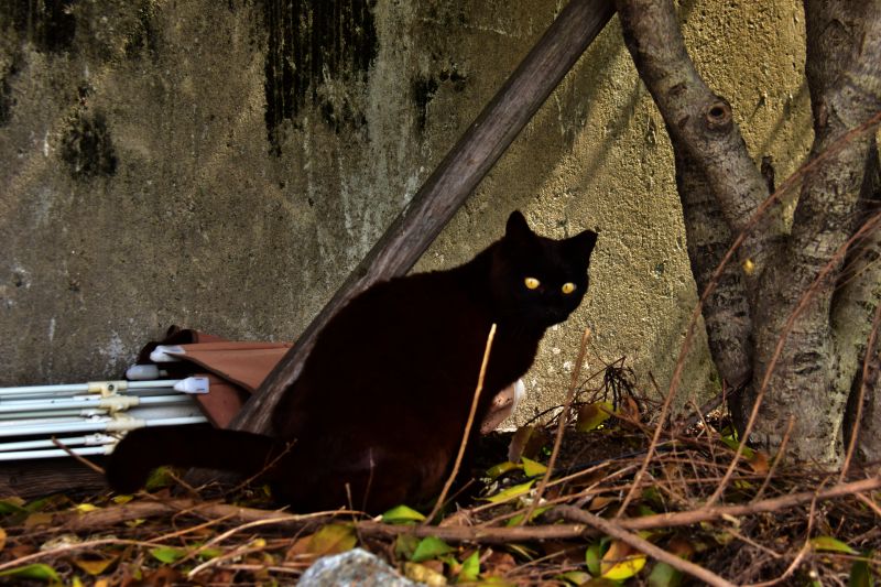 이중섭 쉼터 고양이